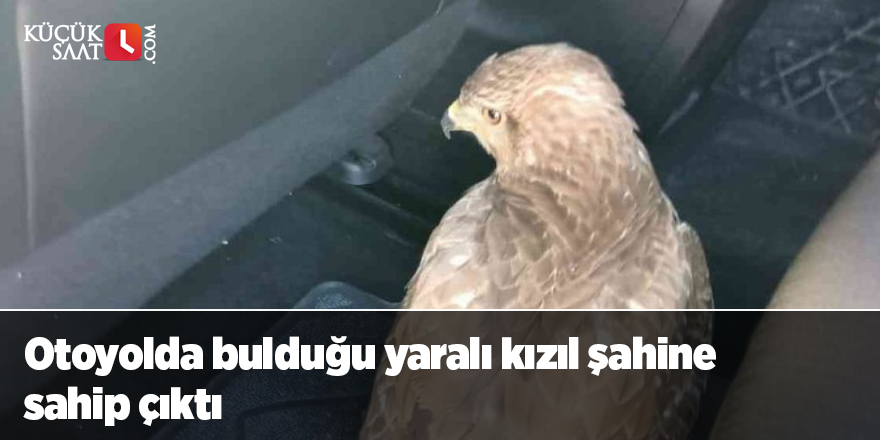 Otoyolda bulduğu yaralı kızıl şahine sahip çıktı