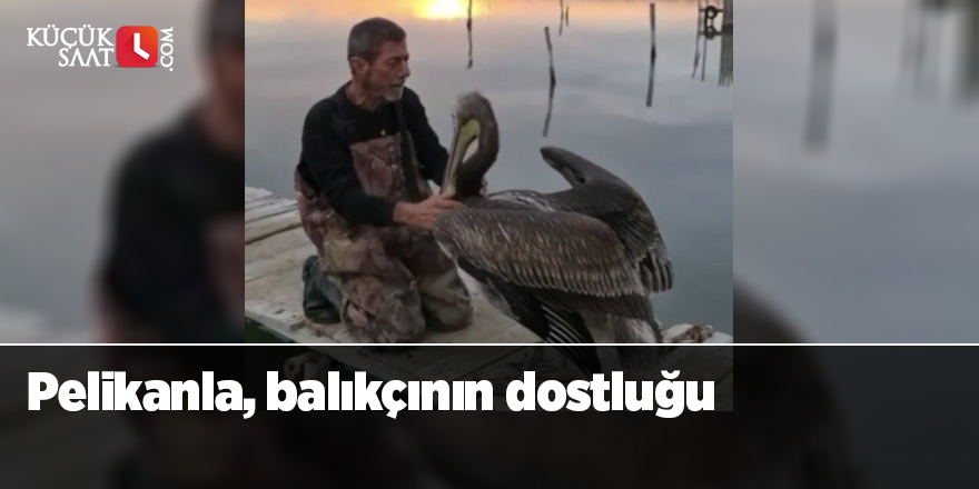 Pelikanla, balıkçının dostluğu