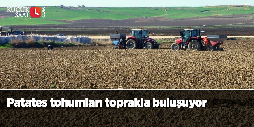 Patates tohumları toprakla buluşuyor