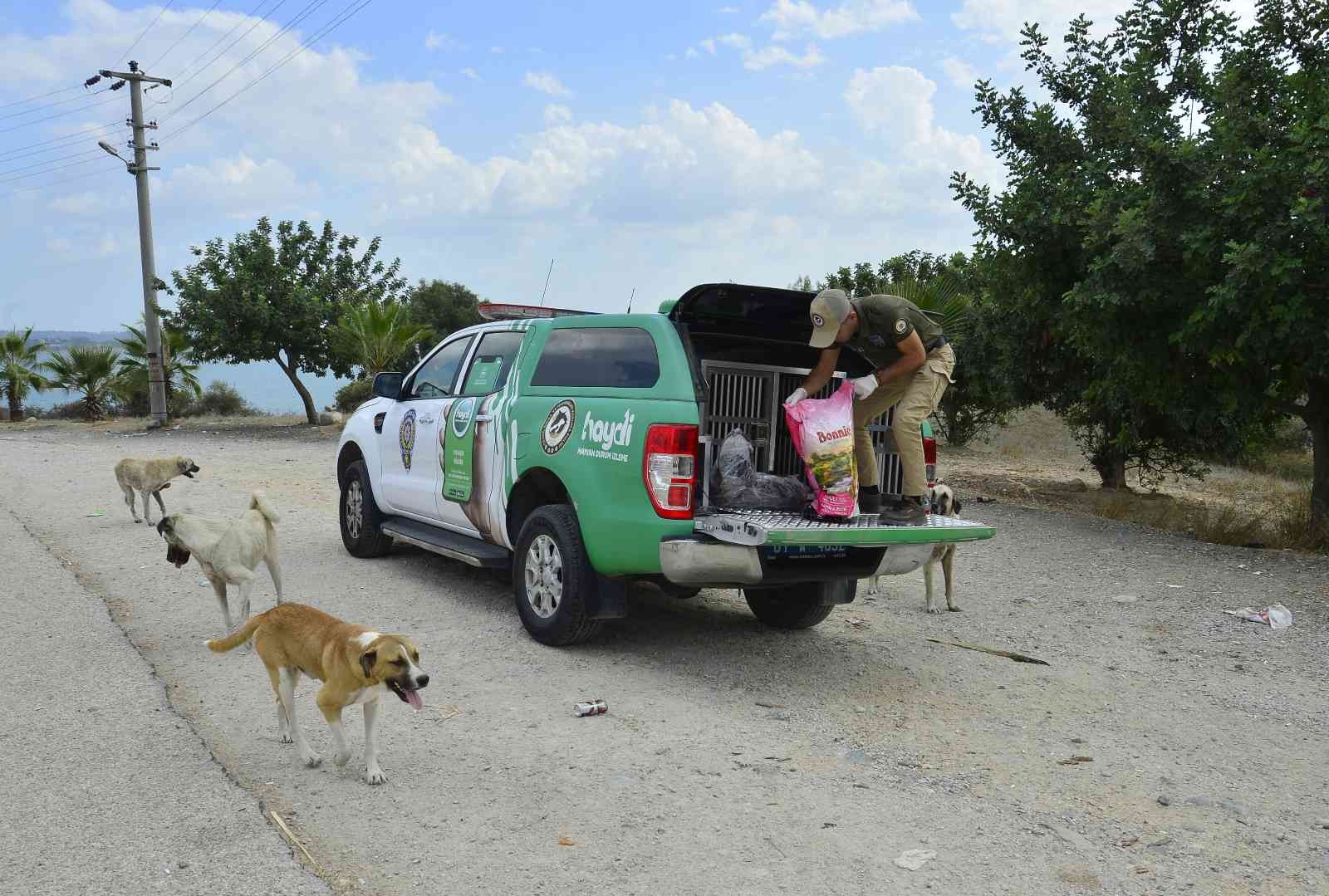 Adana’da 132 yasaklı ırk köpeğe el konuldu