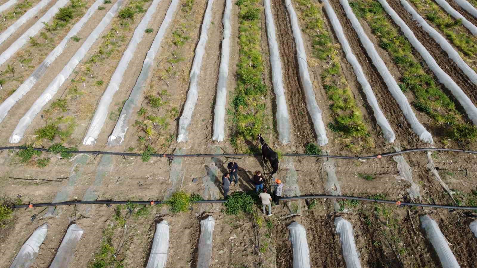 Kara sabanla tarım mesaisi başladı