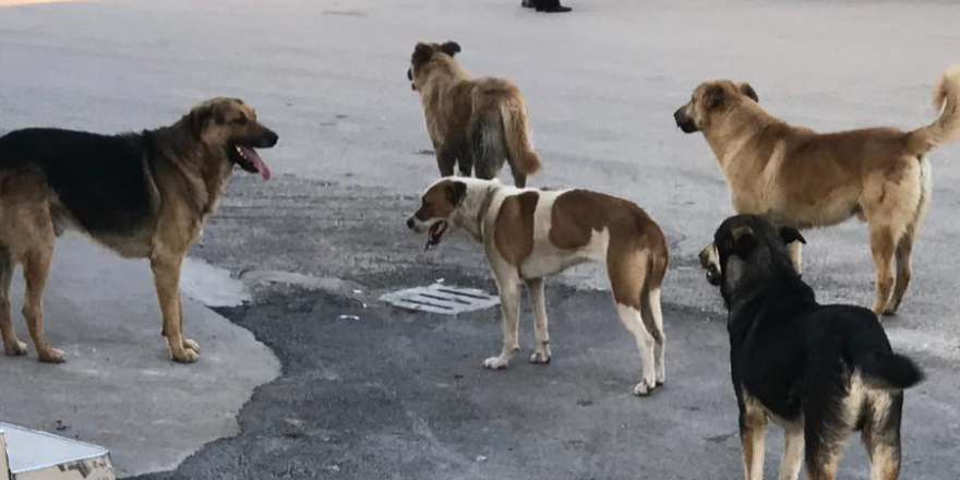 Caddede Köpeklerin Aşkı