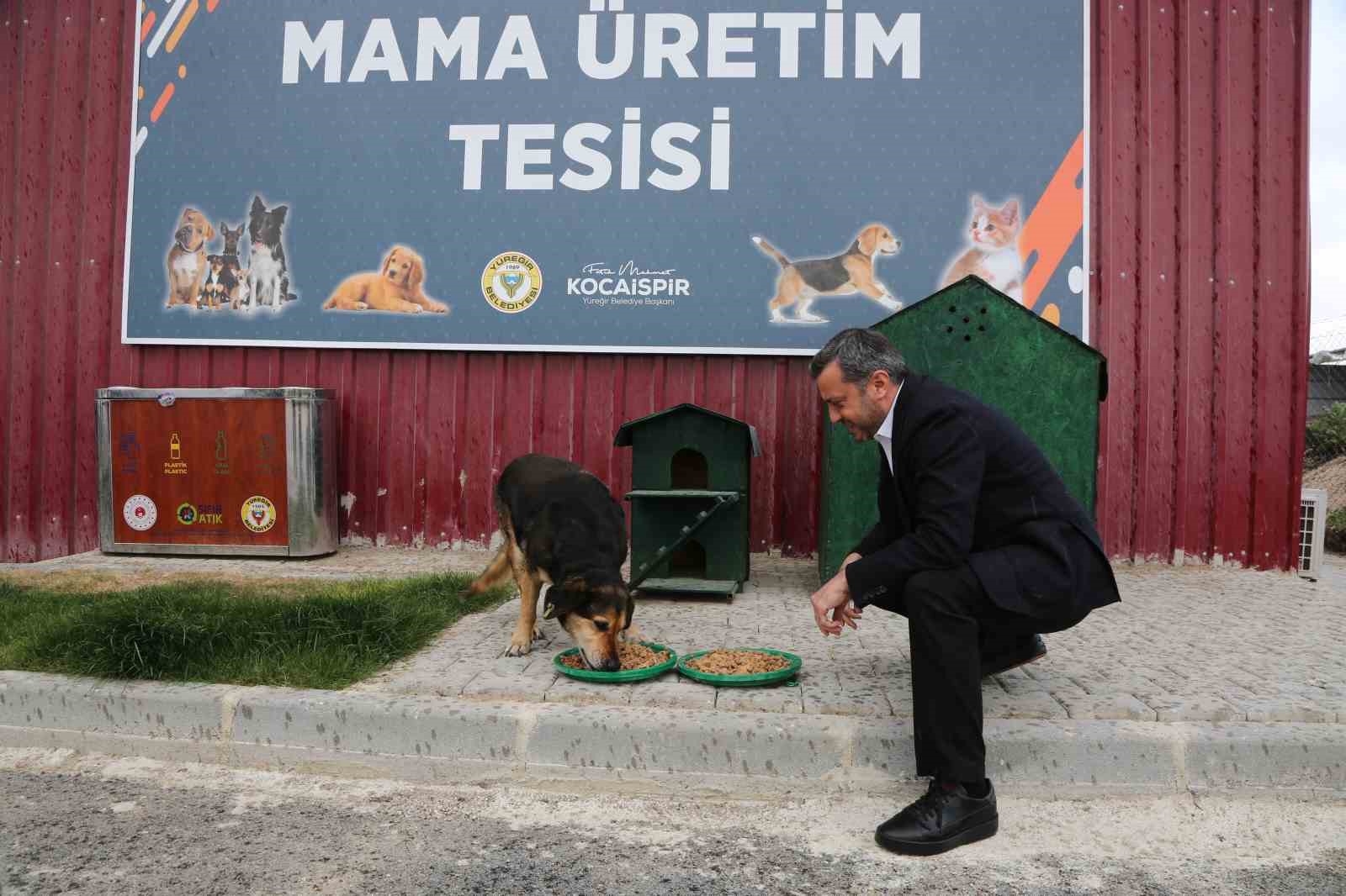 Adana’da artık yemekler, sokak hayvanları için mamaya dönüştü