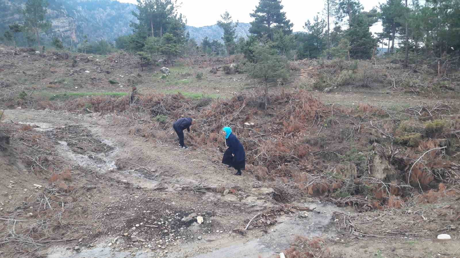 Yağmur yağdı vatandaşlar mantar avına çıktı