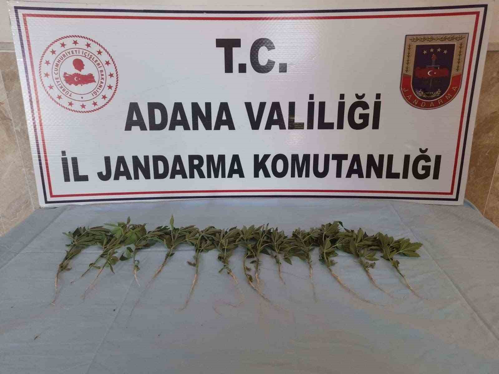 Adana’da 46 kök kenevir ele geçirildi