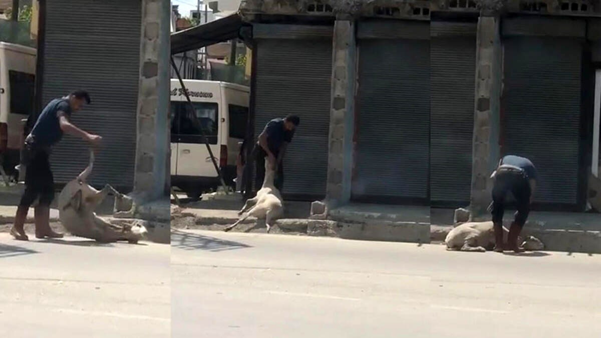 Koyunu döverek bayıltan kasaptan pişkin savunma: "Yormak için öyle yaptım"