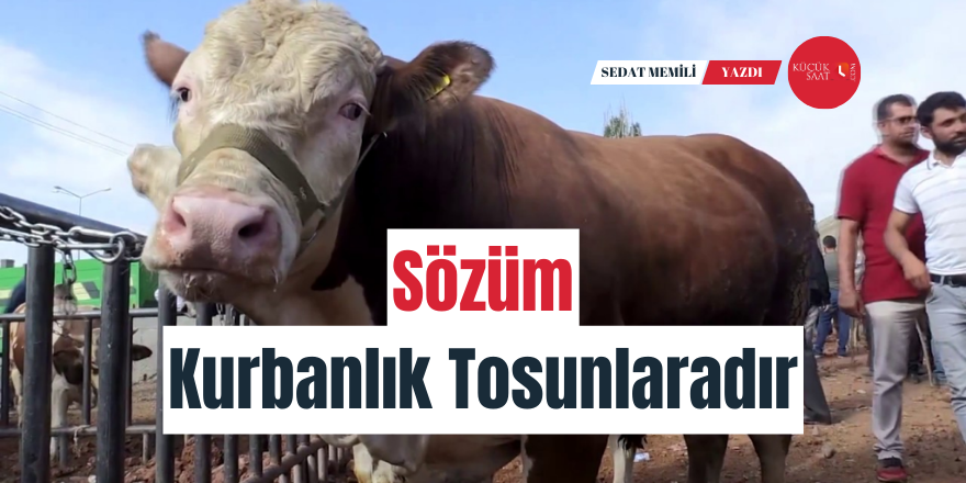 Sözüm Kurbanlık Tosunlaradır