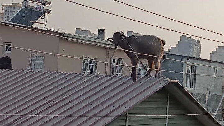 Adana’da kurbanlık keçi çatıya kaçtı