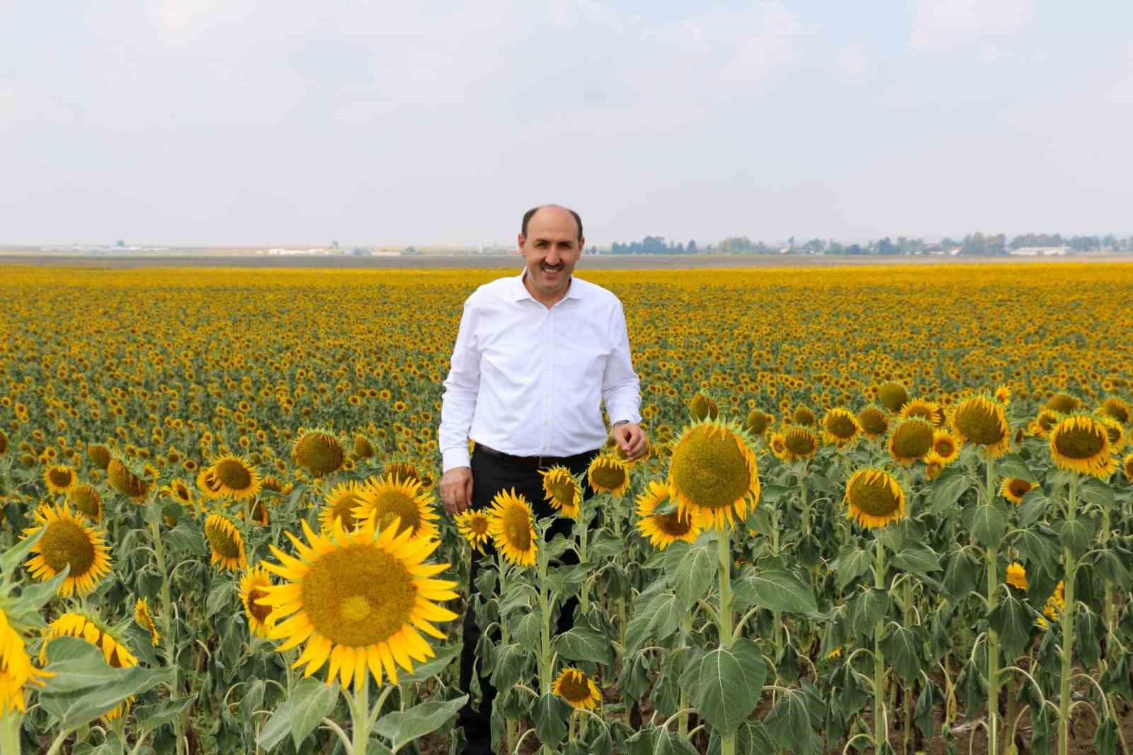 Çukurova’da “beyaz altının” yerine “sarı altın aldı”