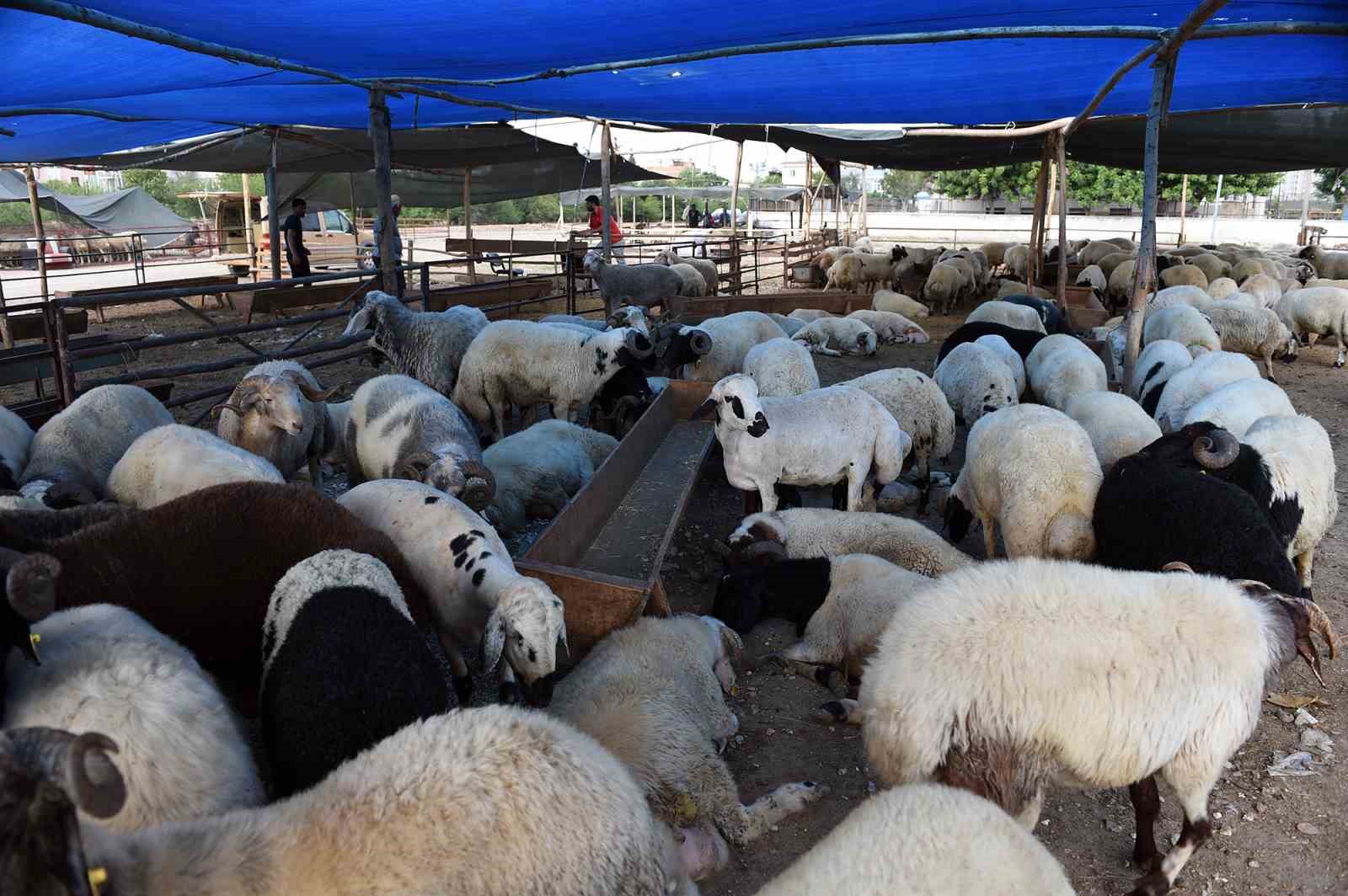 Seyhan’da 5 bin 246 adet kurbanın ücretsiz kesimi yapıldı