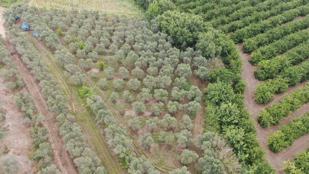 Adana’da 2 bin kök kenevir bitkisi ele geçirildi