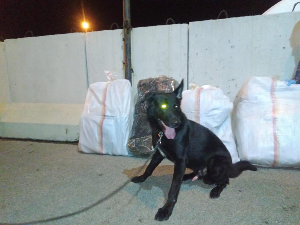 Narkotik köpeği Tinga 58 kilo esrar buldu