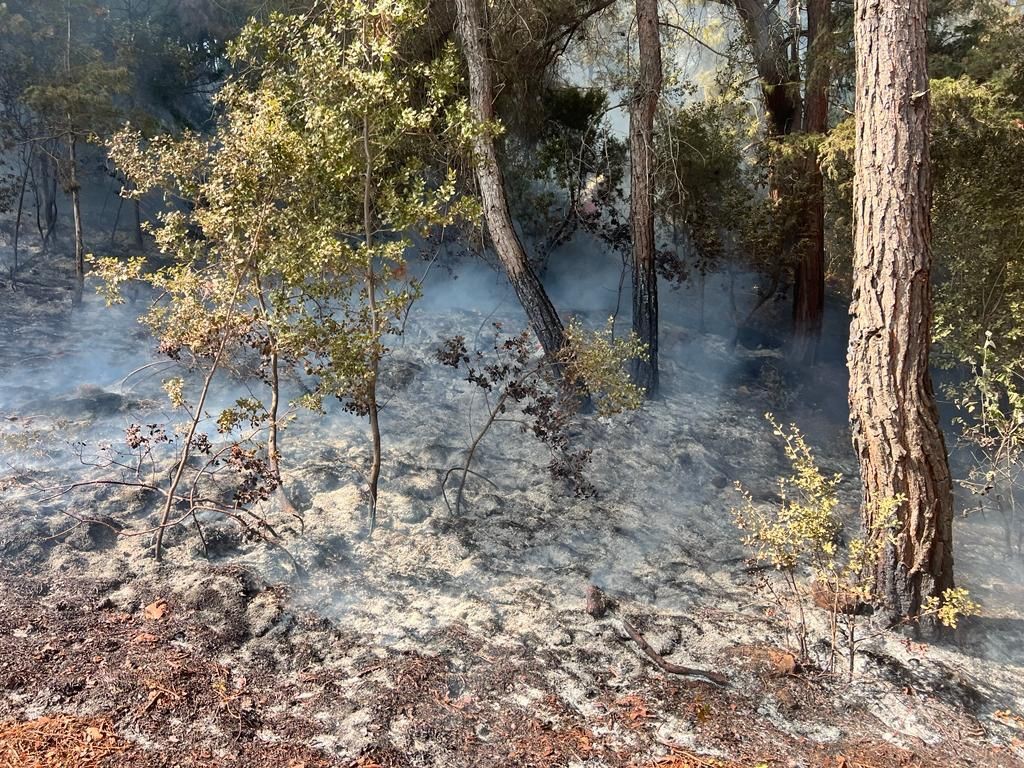 Adana’daki iki orman yangınından biri kontrol altına alındı