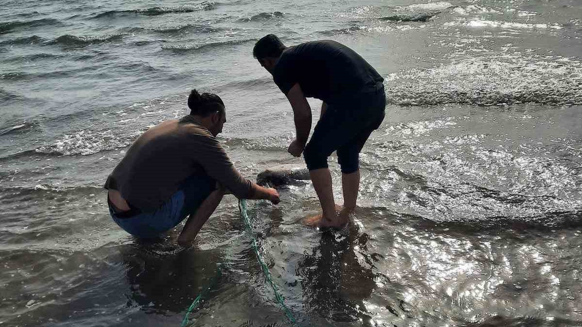 Adana'da kaçak ağa takılan deniz kaplumbağası kurtarıldı