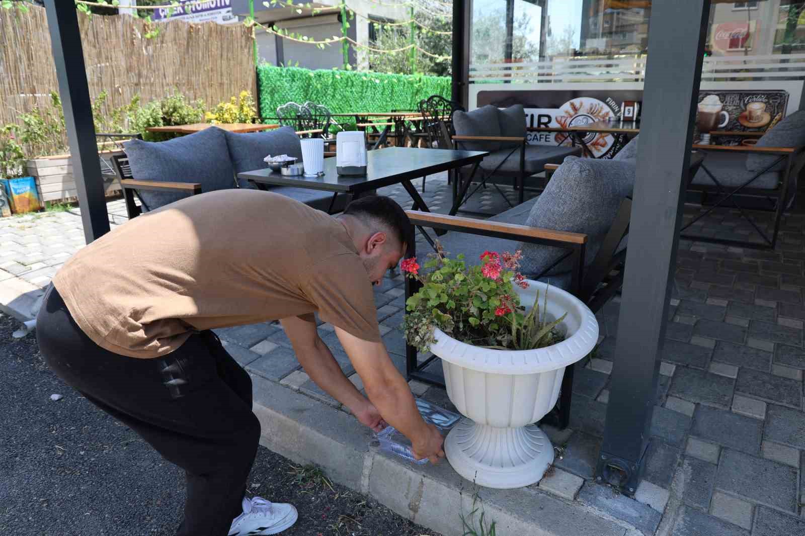 Tarihi sıcaklık belediyeye sokak hayvanları için çağrı yaptırdı