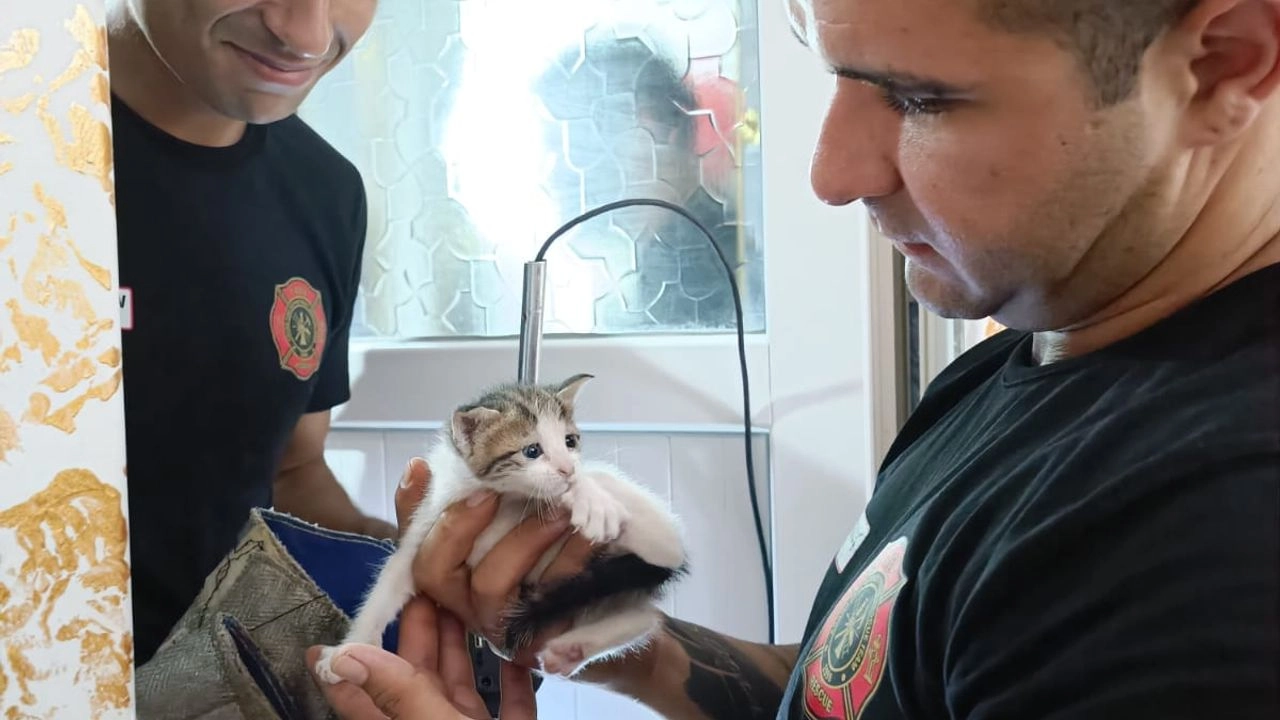 Adana'da apartmanın havalandırma boşluğuna düşen yavru kedi kurtarıldı