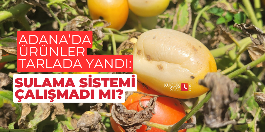 Adana’da ürünler tarlada yandı: Sulama sistemi çalışmadı mı?