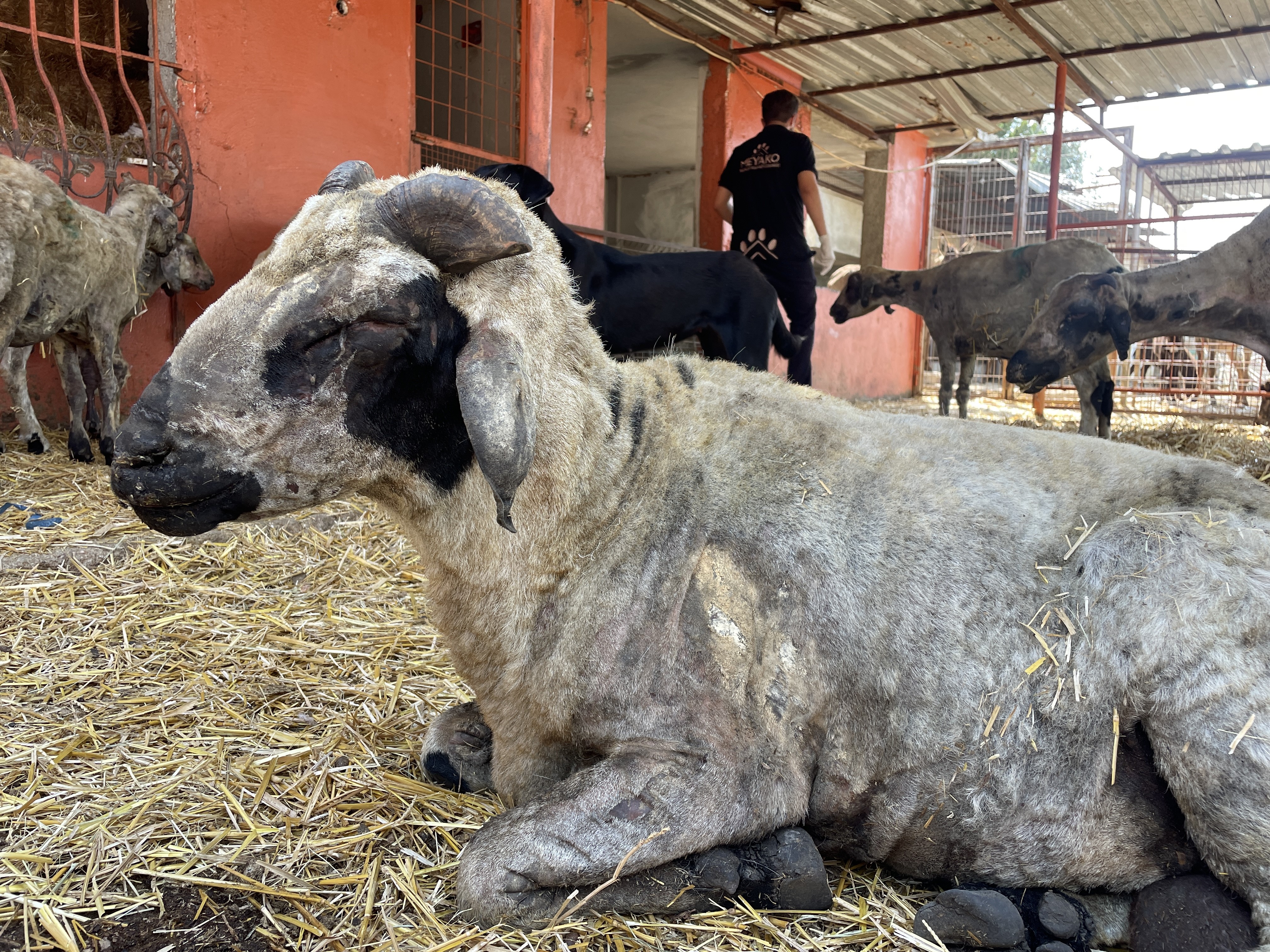 Yangından etkilenen hayvanlar Adana'da göl manzaralı bakımevinde tedavi altına alındı