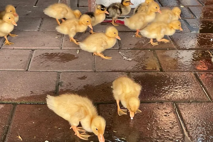 Adana Baraj Yolu'nda ördek yavruları vatandaşların ilgi odağı oldu