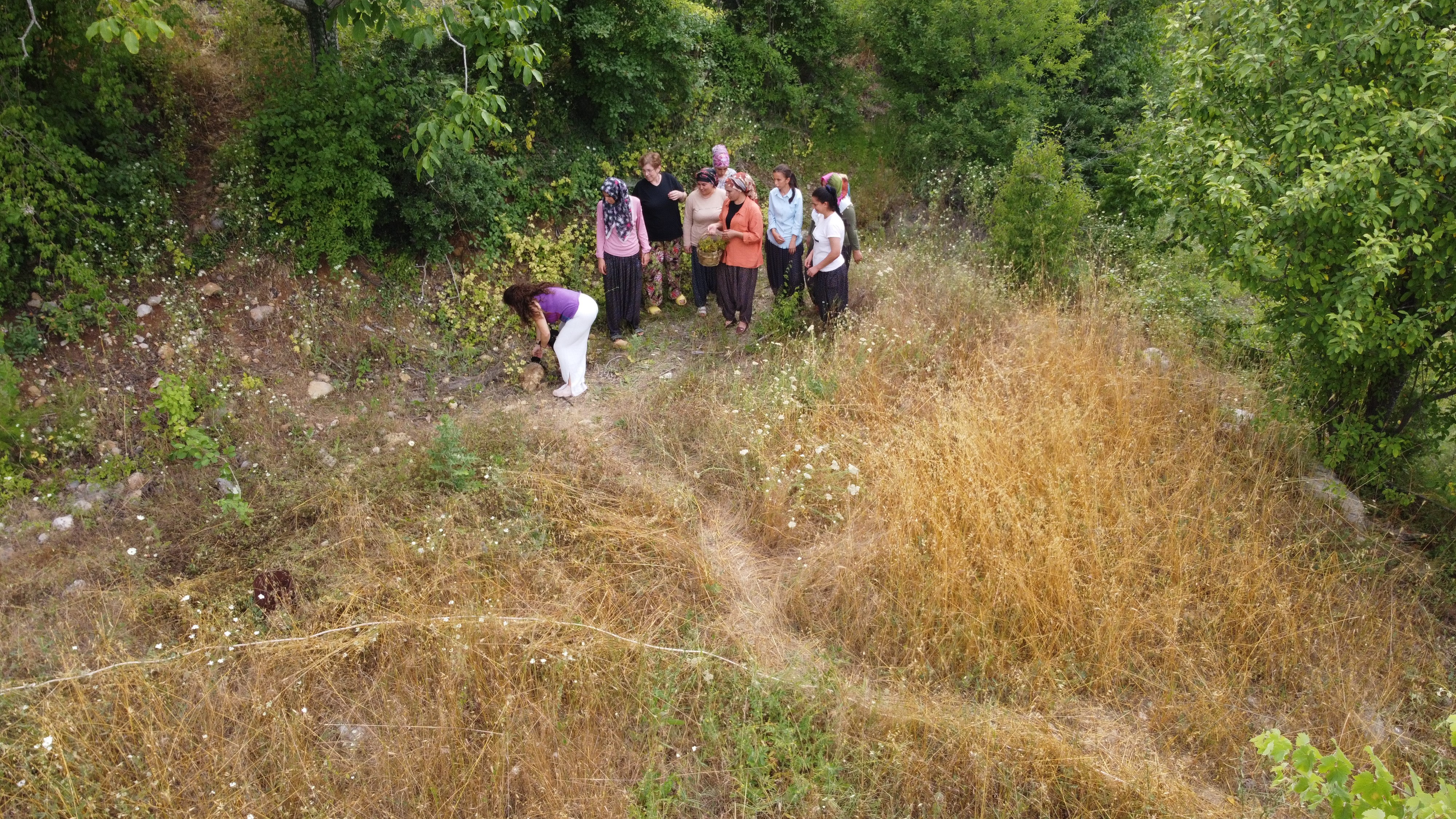 Adana'da köylülerin şifalı ot "kantaron" hasadı başladı