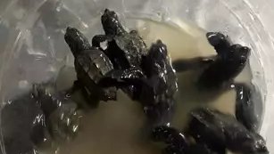 Yumurtalık sahilindeki yavru caretta caretta yavruları koruma altına alındı