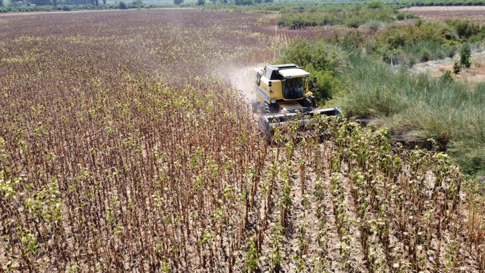 Kuraklık ayçiçeği rekoltesini yüzde 50'den fazla düşürdü