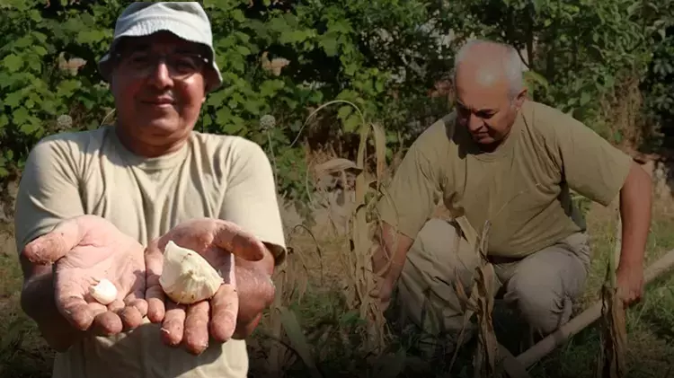 Adana toprağını sevdi! Arkadaşının hediye ettiği sarımsak işi oldu, tanesi 400 kiloyu geçiyor