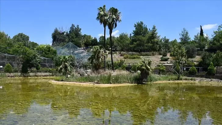 Adana'da göç yolu üzerinde bulunan Kuş cenneti sessizliğe büründü: 'Adana'ya ayrı bir renk katıyordu'