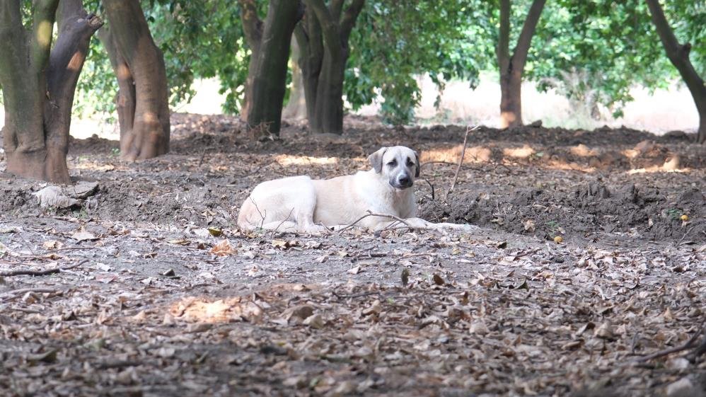 Köpeklerin çocuğu yaraladığı bahçede başıboş köpekler hala duruyor