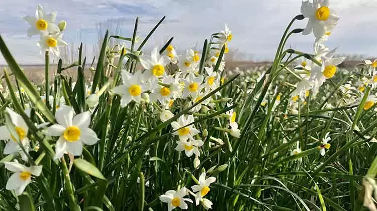 Adana'daki Nergis Adası milyonlarca türüyle görenleri büyülüyor