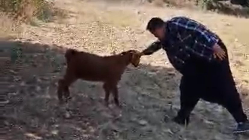 Oğlak ile oyun oynayarak keyifli anlar yaşadı