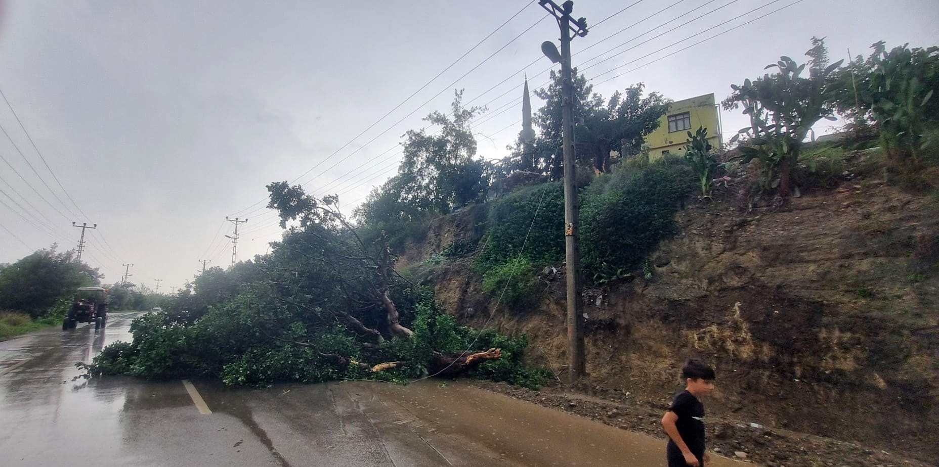 Adana'da fırtına ağaç devirdi