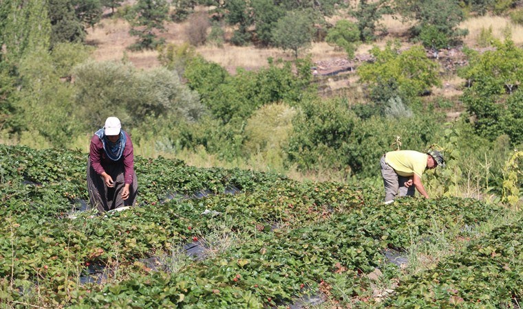 Pozantı'da yetişiyor: 5 dekarda başladı 900 dekara ulaştı!