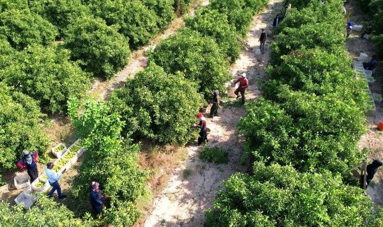 Adana'da narenciye hasadı: 500 bin ton rekolte bekleniyor