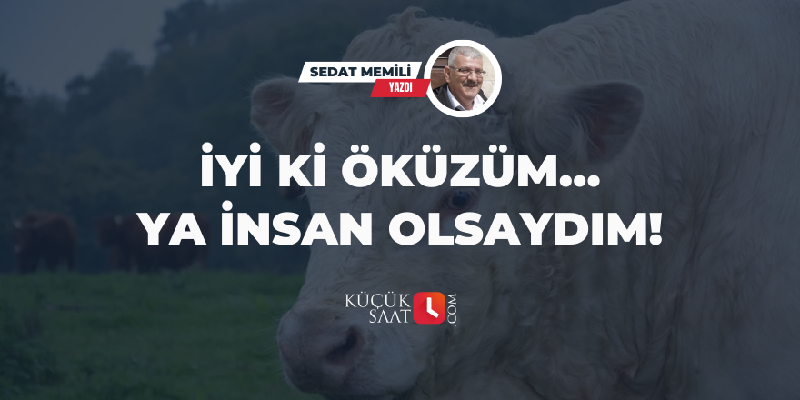 İyi Ki Öküzüm… Ya İnsan Olsaydım!