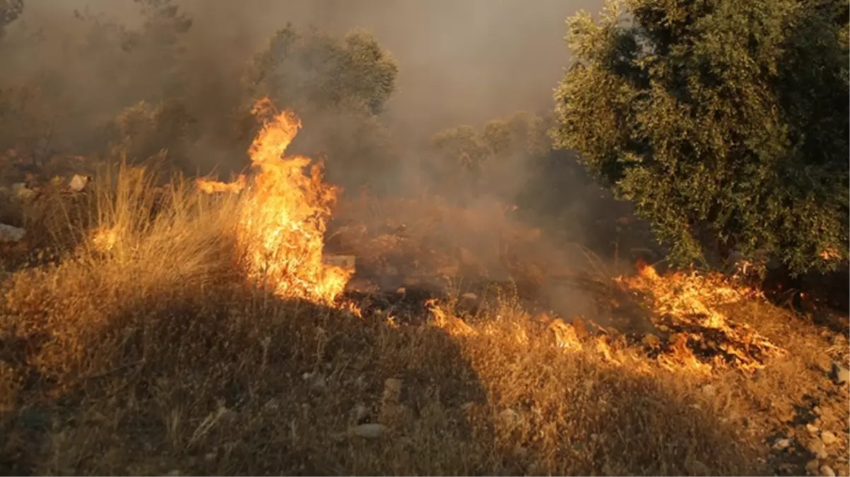 Adana'da orman yangını