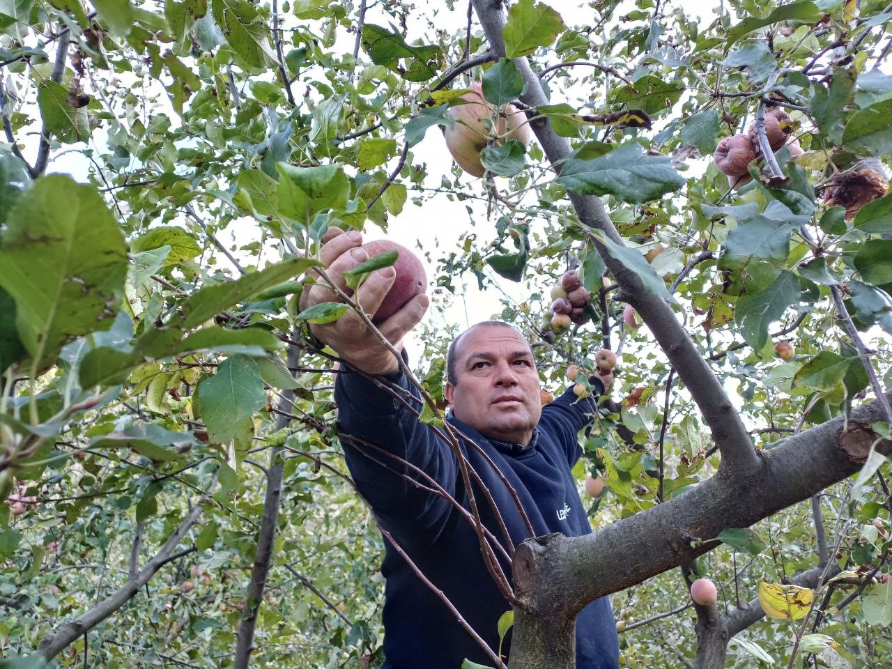 Adana'da zirveye kar yağdı, elma hasadı erken yapıldı