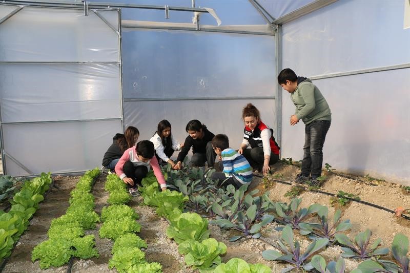 Öğrenciler okulda tavuk besleyip sebzecilik yapıyor