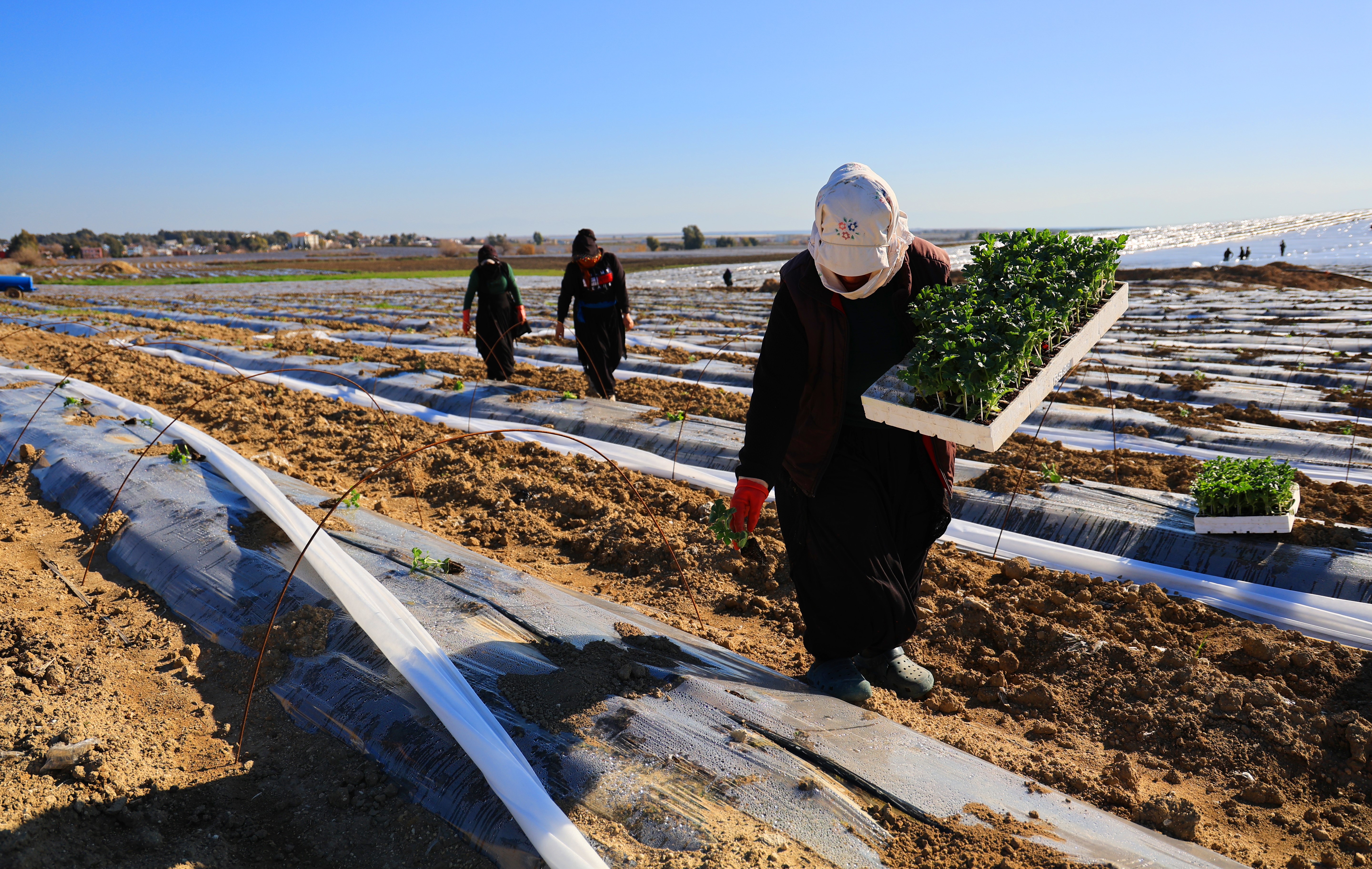 Adana'da karpuz fideleri toprakla buluştu