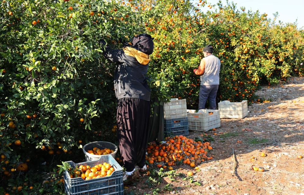 Çukurova'da tarım işçisi yevmiyeleri bin lira oldu