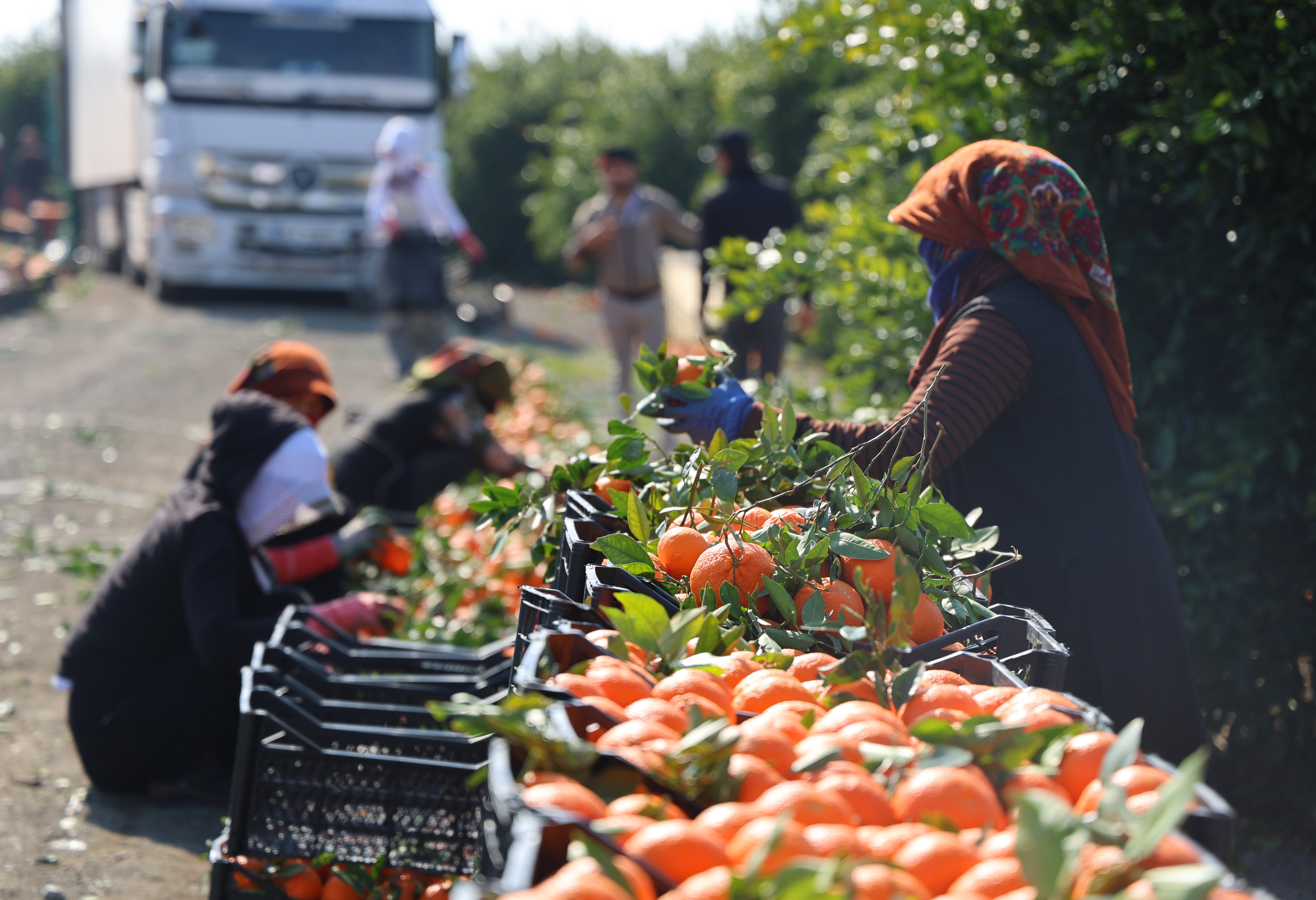 Zirai don uyarısı sonrası mandalina hasadı hız kazandı