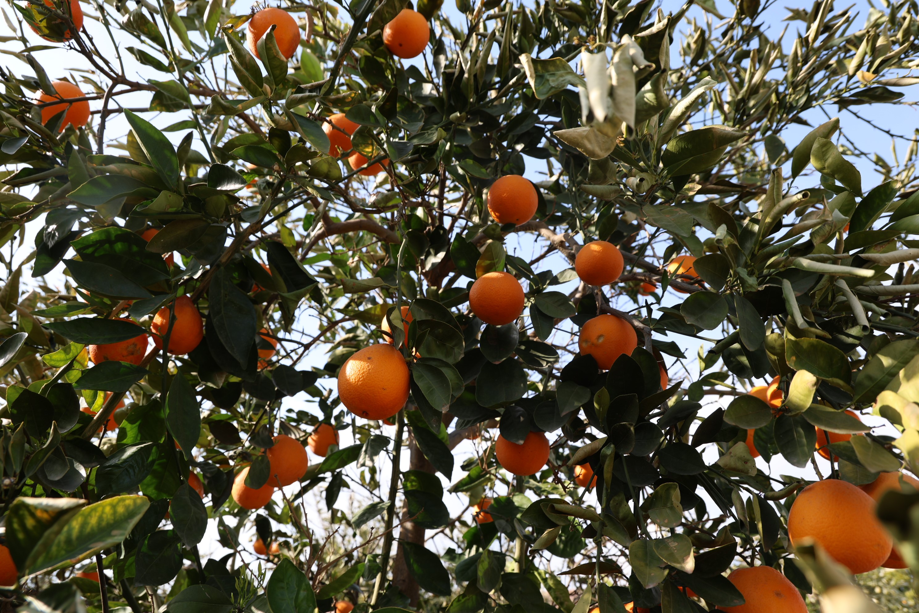 Tescilli portakalı da don vurdu, binlerce fidan kurumaya başladı