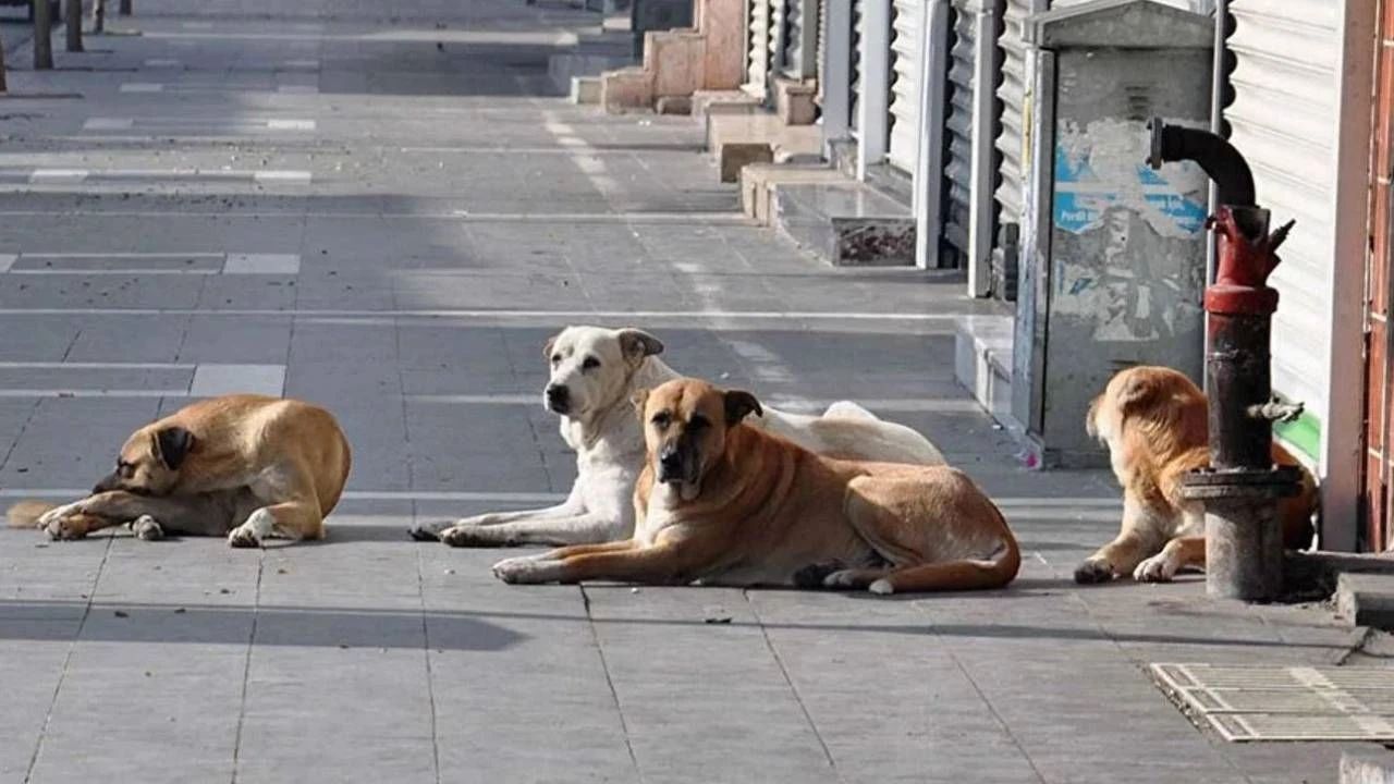 Adana, başıboş sokak köpeklerine sahip çıkıyor