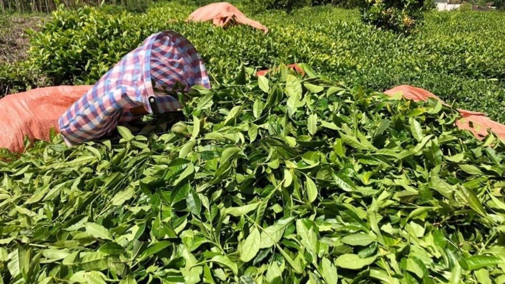 Araştırmasını Adana’da yapan bilim insanına Rizelilerden tepki geldi