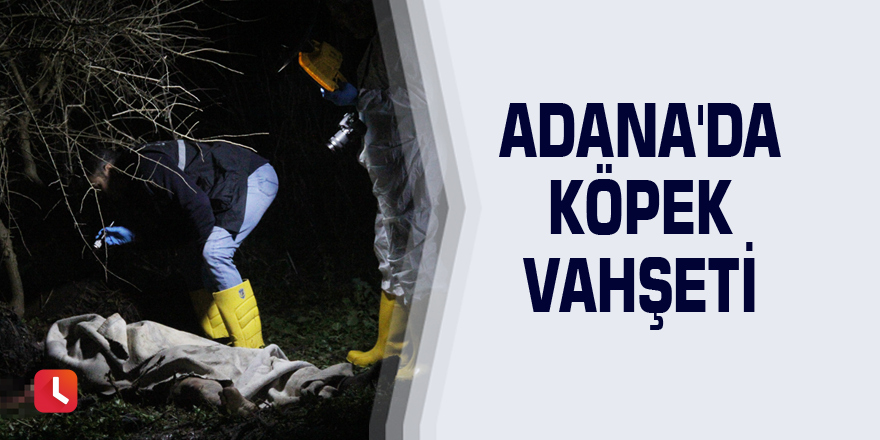 Adana'da köpek vahşeti