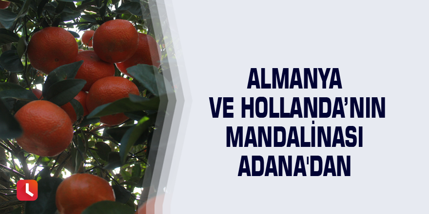 Almanya ve Hollanda’nın mandalinası Adana'dan