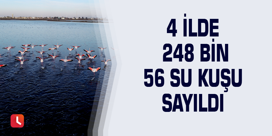 4 ilde 248 bin 56 su kuşu sayıldı