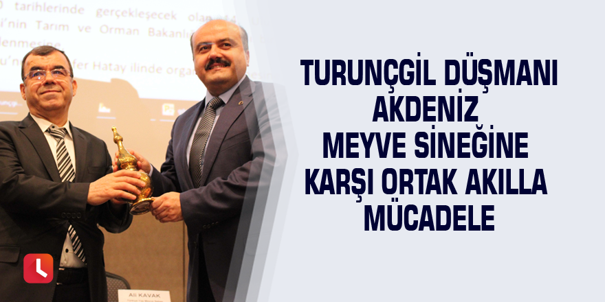 Turunçgil düşmanı Akdeniz meyve sineğine karşı ortak akılla mücadele