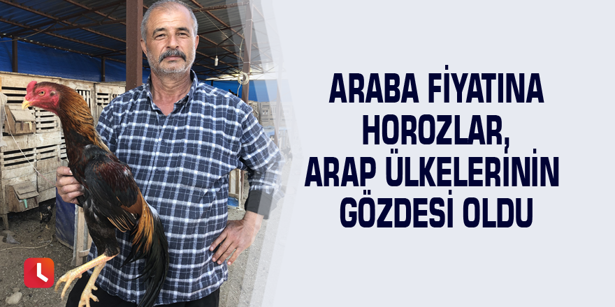 Araba fiyatına horozlar, Arap ülkelerinin gözdesi oldu