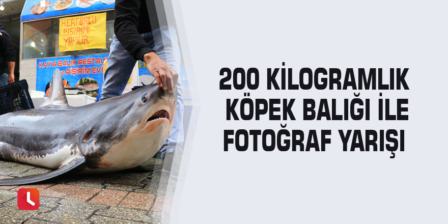 200 kilogramlık köpek balığı ile fotoğraf yarışı